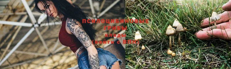 Псилоцибиновые грибы прущие грибы  хочу   Белёв 